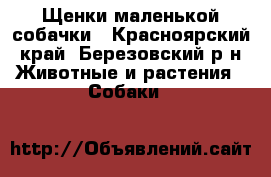 Щенки маленькой собачки - Красноярский край, Березовский р-н Животные и растения » Собаки   